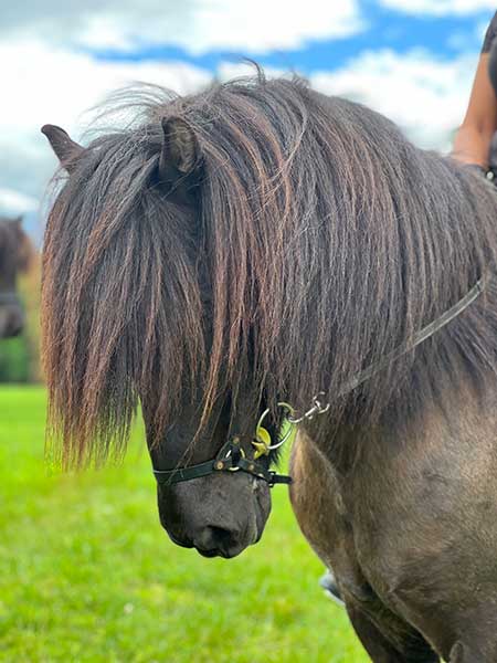 icelandic stallion