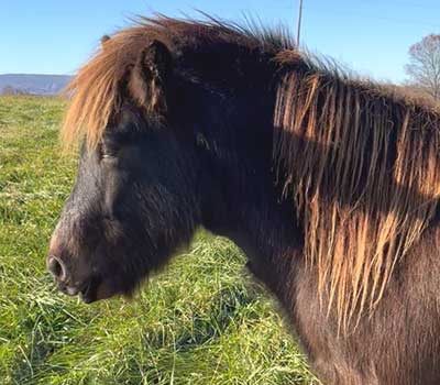 icelandic horse for sale